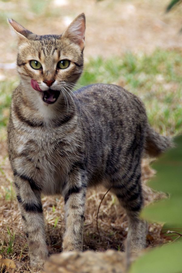 Eine Streunerkatze schleckt sich auf Futtersuche mit der Zunge über die Schnauze
