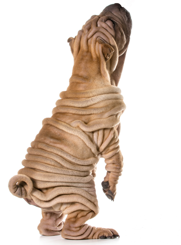 Shar Pei mit starken Falten