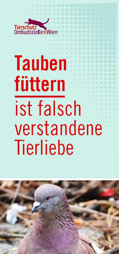 Titelblatt des Folders Tauben füttern ist falsch verstandene Tierliebe