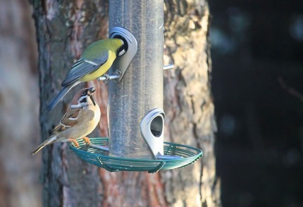 Spatz und Kohlmeise am Futterspender