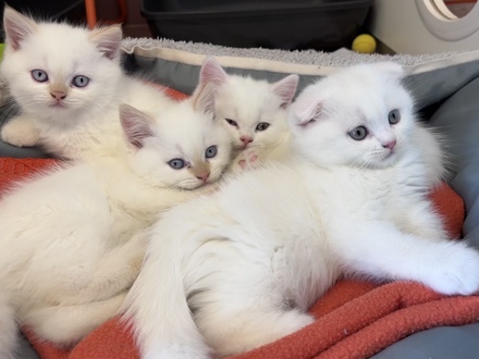 Diese vier Scottish Fold-Kitten sollten in Wien verkauft werden.