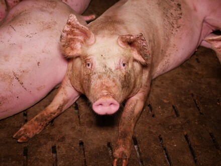 Die vom Verein gegen Tierfabriken veröffentlichten Bilder zeigen schlimme Zustände in einem Schweinemastbetrieb auf. Quelle: VGT
