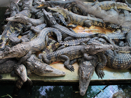 Krokodile auf einer Zuchtfarm