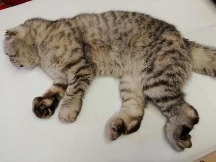 Diese junge Scottish Fold-Katze konnte nur durch Euthanasie von ihrem Leid erlöst werden.