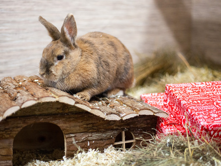 Kaninchendame Tina freut sich im TierQuarTier Wien über ihr Weihnachtspaket. © TierQuarTier Wien