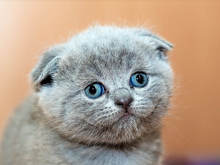 Tieranwaltat Scottish Fold Katzen Sind Qualzucht