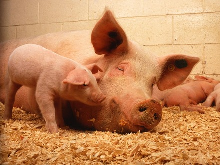 'Ich hab Schwein: Bei uns besteht der Boden nicht aus Beton mit Spalten!'